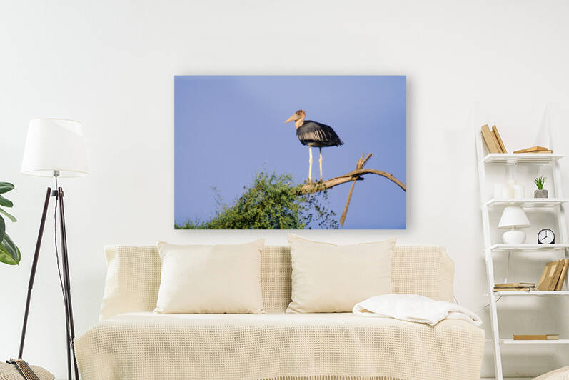 Marabou Stork Reproduction