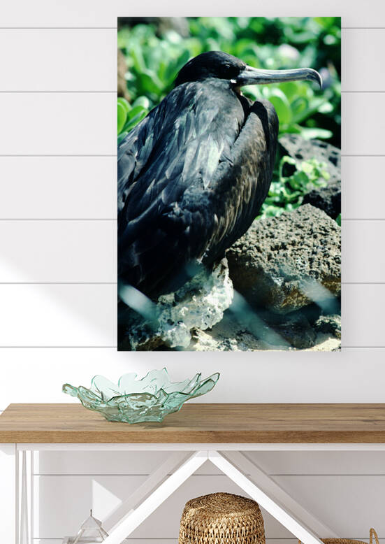 Female Frigatebird by Greene Safaris Productions 