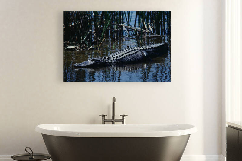 American Alligator Reproduction