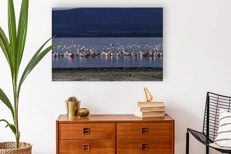 Flamboyance of Flamingos by Greene Safaris Productions 