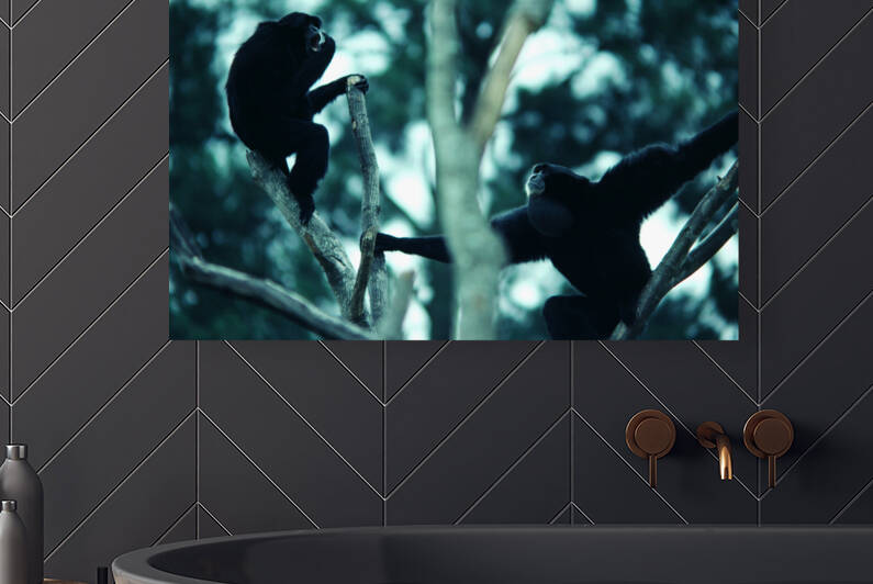 Howler Monkey by Greene Safaris Productions 