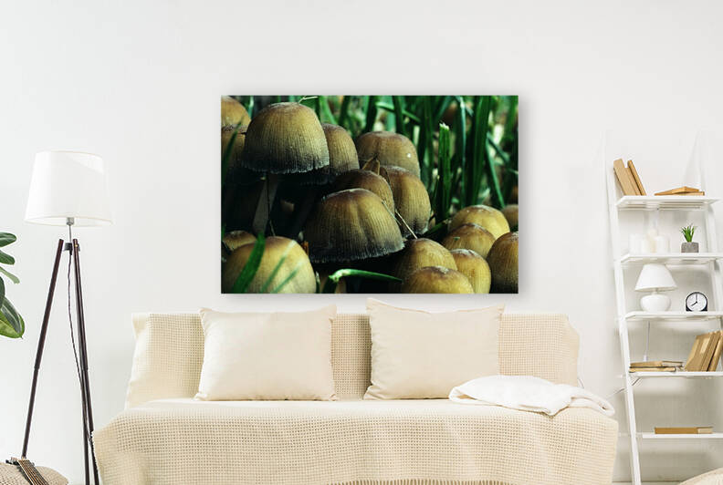 Mica Cap Mushrooms Reproduction