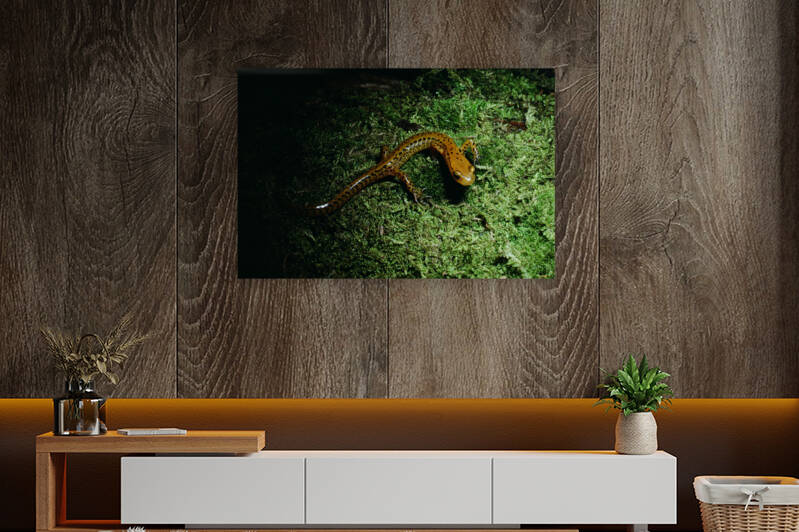 Northern Dusky Salamander by Greene Safaris Productions 