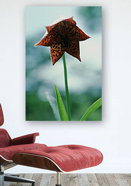 Orange Bell Lily Reproduction