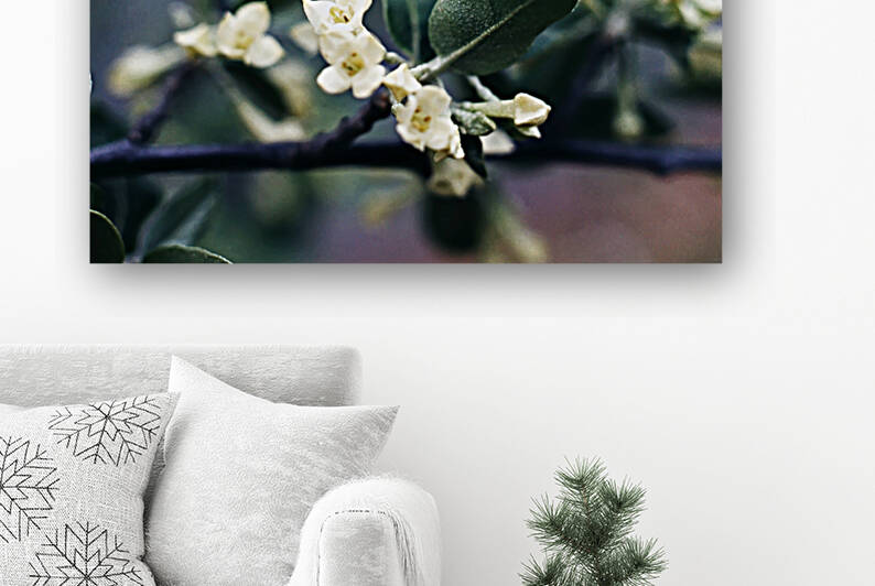 Russan Olive Reproduction