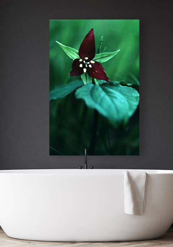 Wake Robin Trillium Reproduction