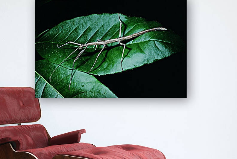 Walking Stick Reproduction