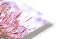 Soft Pink HD Metal print
