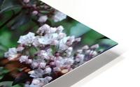 Mountain Laurel HD Metal print