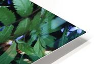 Little Bluets  HD Metal print