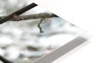 Winter Blue Jay HD Metal print
