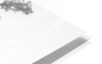 Frozen Fir HD Metal print