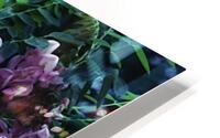 Bristly Locust HD Metal print