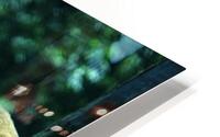 Forest Bision HD Metal print
