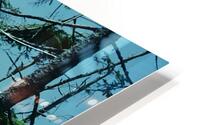 Seral Forest HD Metal print