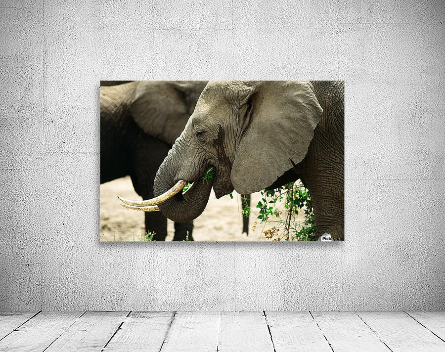Elephant Grazing Wall Preview