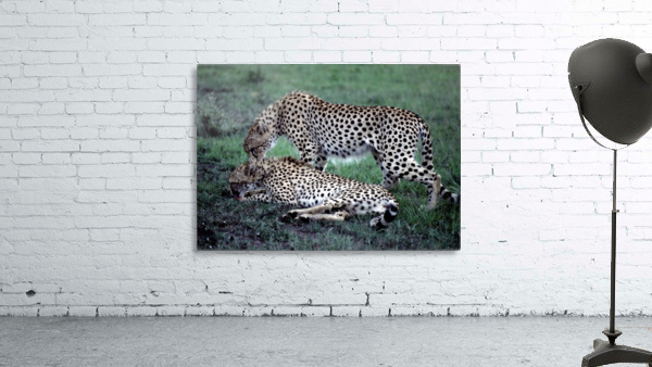 Friendly Cheetahs Wall Preview