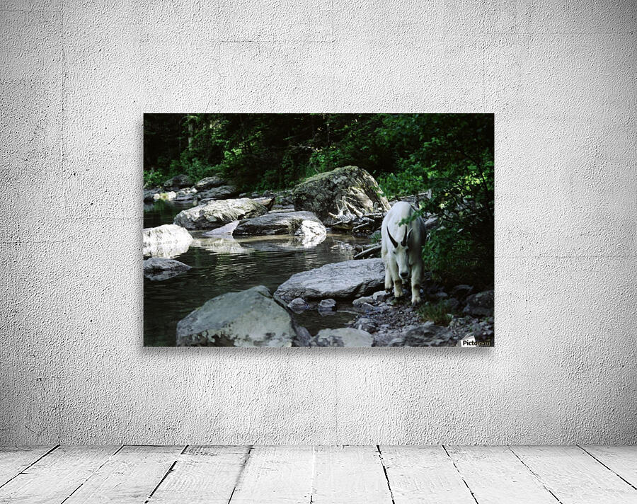 Mountain Goat Wall Preview
