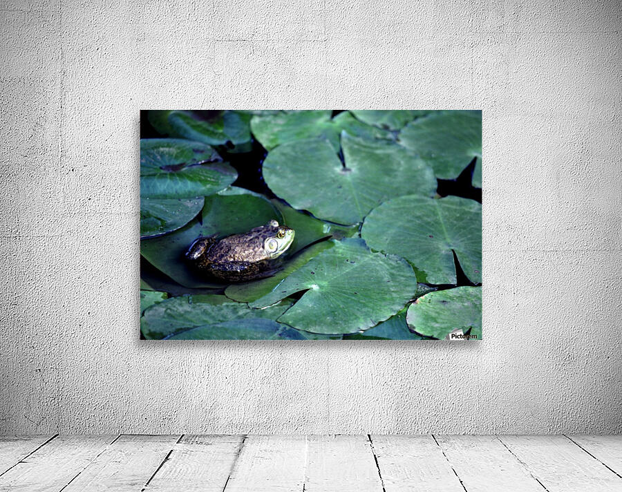 Frog on Lilies Wall Preview