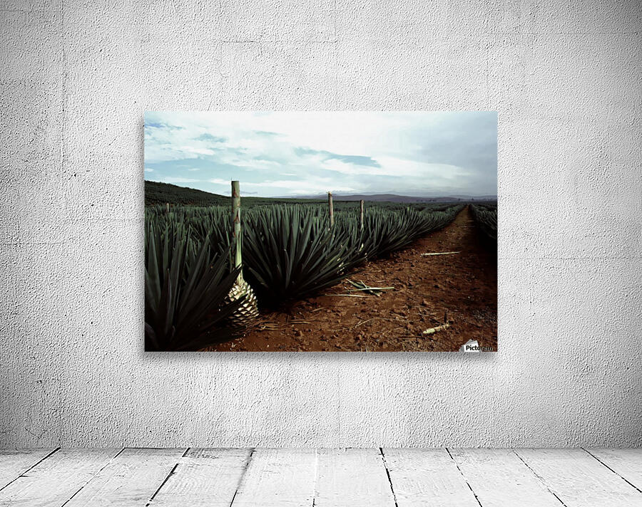 Stormy Tequila Wall Preview