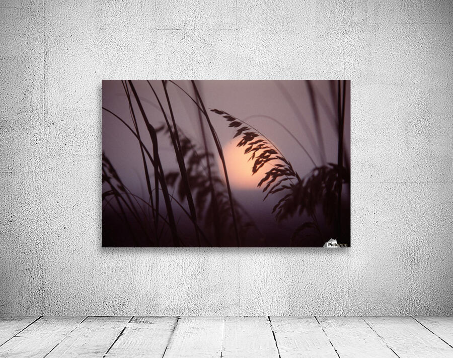 Reed Sunset Wall Preview