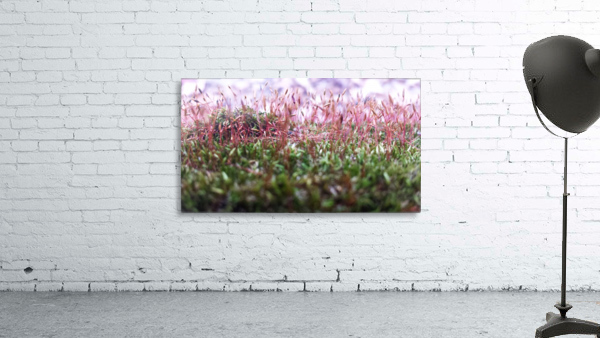 Soft Pink Wall Preview