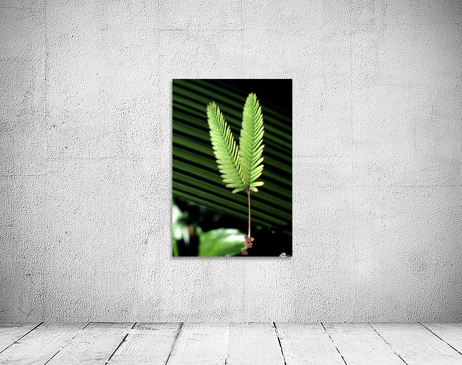 Feathered Fans Wall Preview