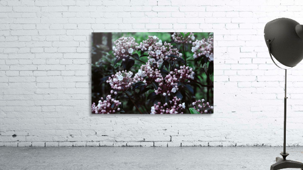 Mountain Laurel Wall Preview