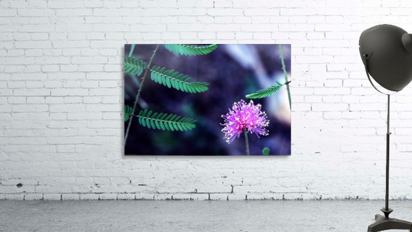Explosive Mimosa Wall Preview