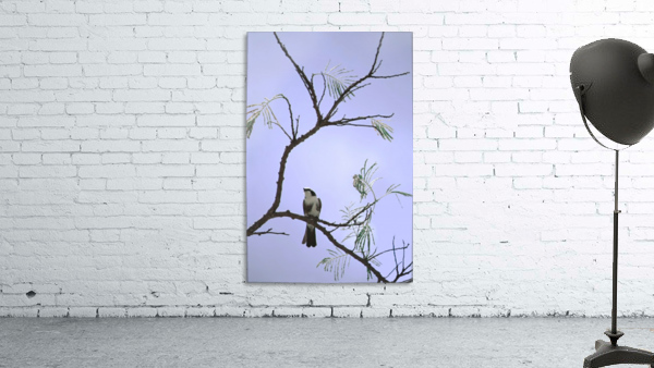 Ode to Audubon Wall Preview