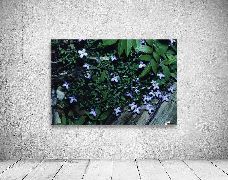 Little Bluets  Wall Preview