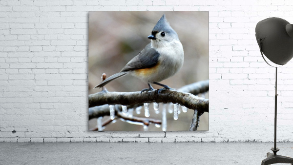 Winter Titmouse Wall Preview
