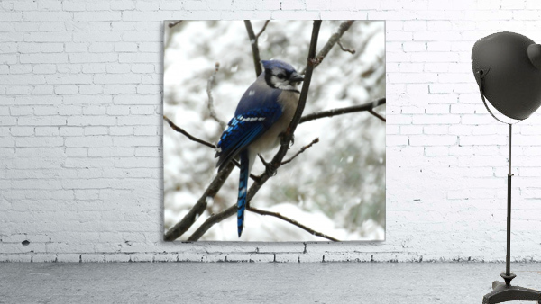 Winter Blue Jay Wall Preview