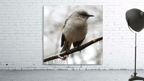 Winter Eastern Phoebe Wall Preview