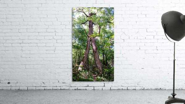 Warrior Tree Wall Preview