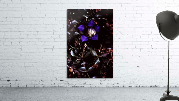 Nebulous Flower Wall Preview