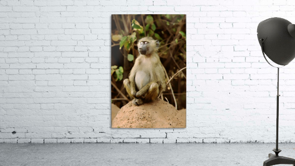 Buddha Baboon  Wall Preview