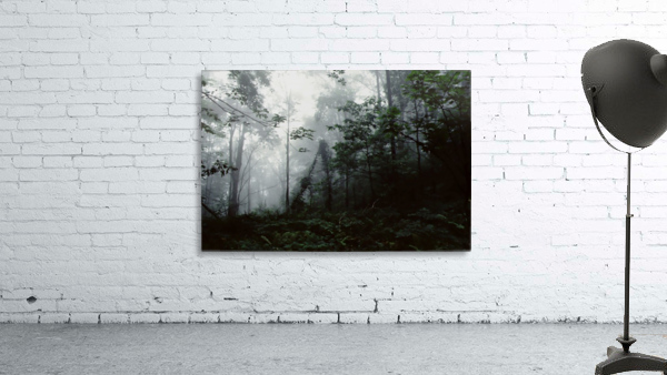 Forest Fog Wall Preview