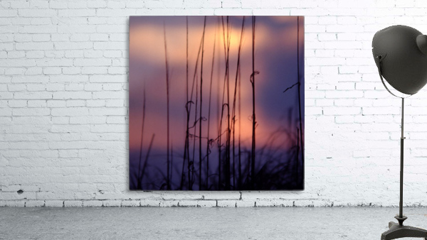 Reed Sunset square Wall Preview