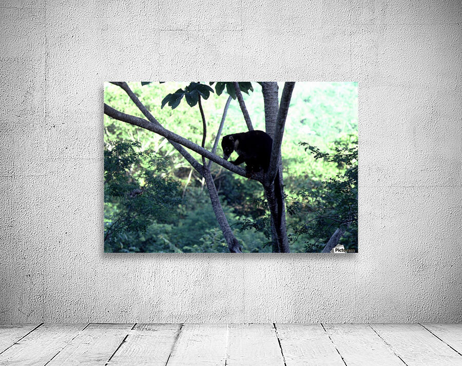 Coatimundi Wall Preview