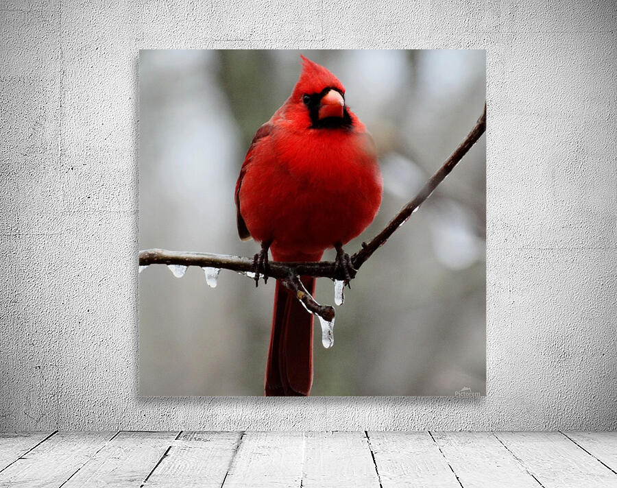 Winter Cardinal Wall Preview