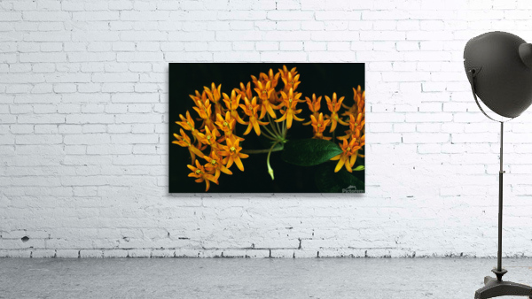 Butterfly Weed Wall Preview