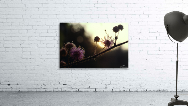 Sensitive Sunrise Wall Preview