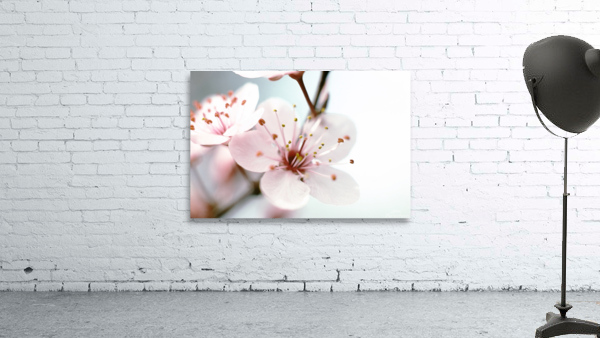 Apple Blush Wall Preview