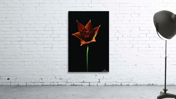 Fire Lilly Wall Preview