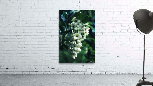 Black Locust Wall Preview