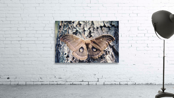 Polyphemus Moth Wall Preview