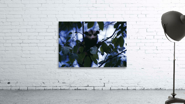 Crouching Opossum Wall Preview
