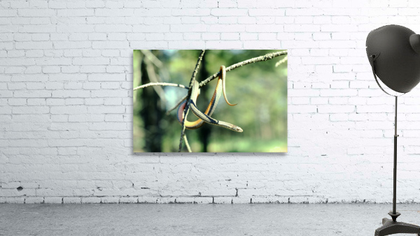 Red Bellied Snake Wall Preview