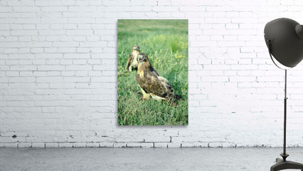 Surprised Hawk Wall Preview